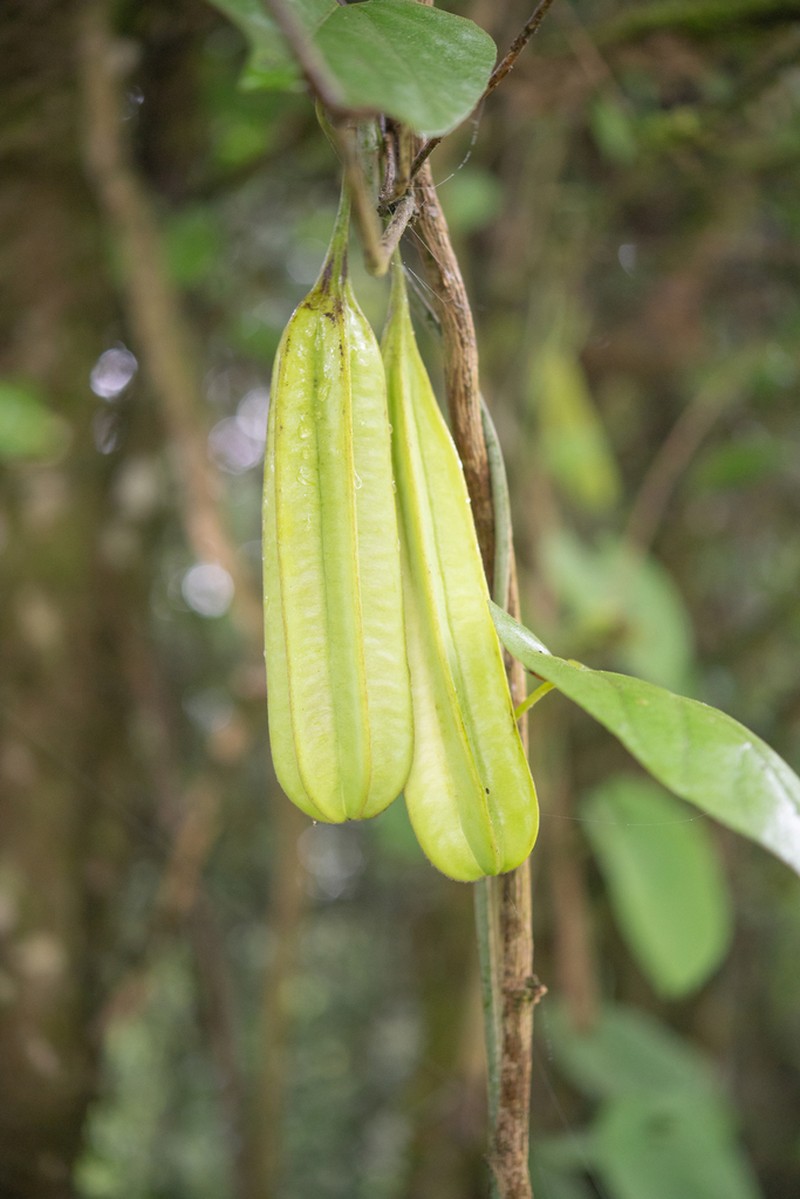 Aristolochia griffithii photo 5