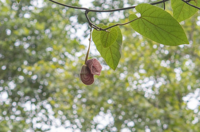 Aristolochia griffithii photo 6