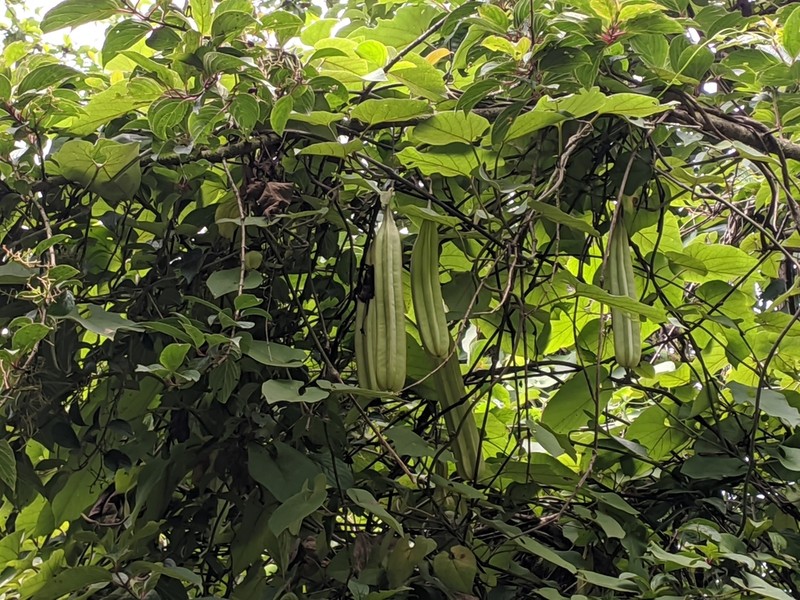 Aristolochia griffithii photo 7