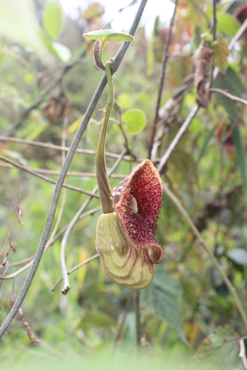 Aristolochia griffithii photo 8