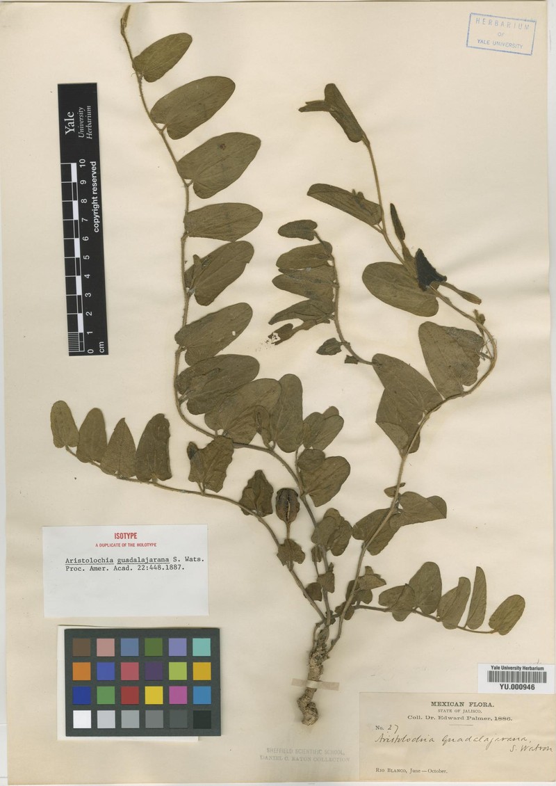 Aristolochia guadalajarana