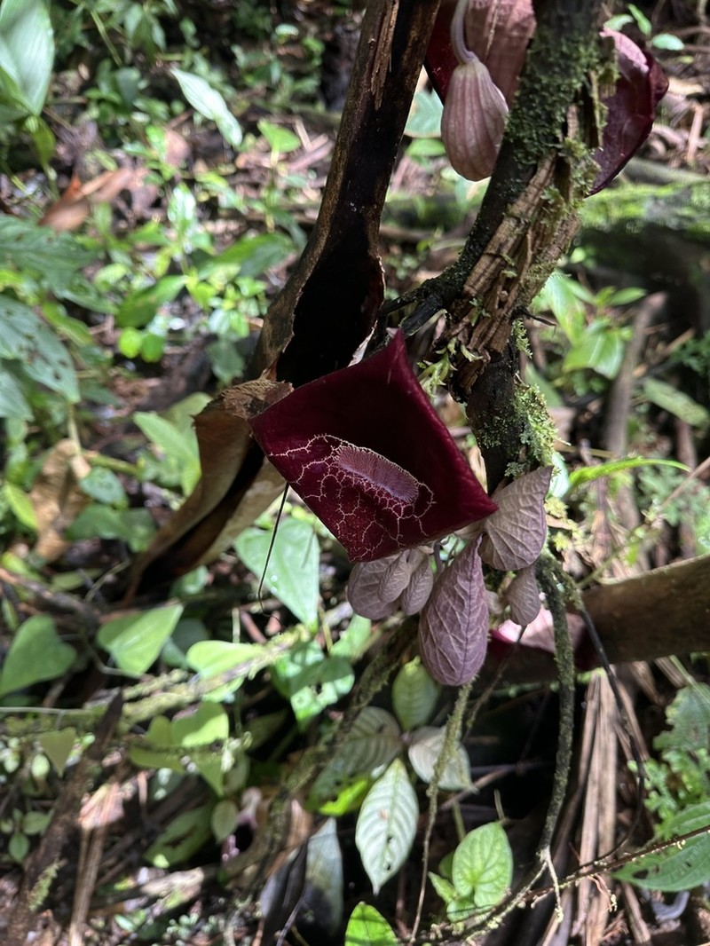 Aristolochia guanacastensis