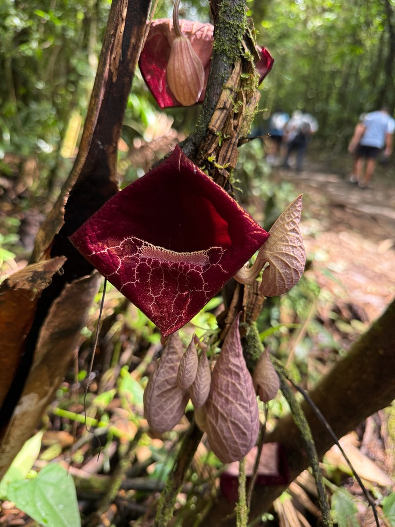 Aristolochia guanacastensis photo 2