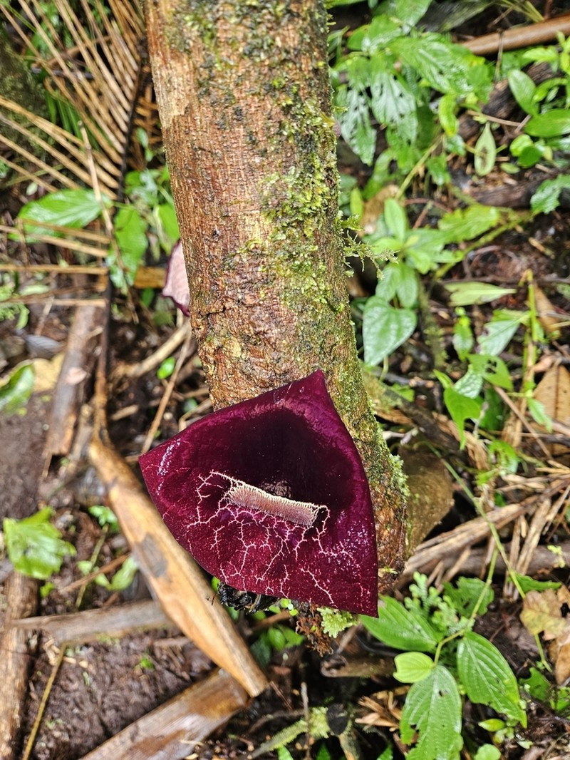 Aristolochia guanacastensis photo 3