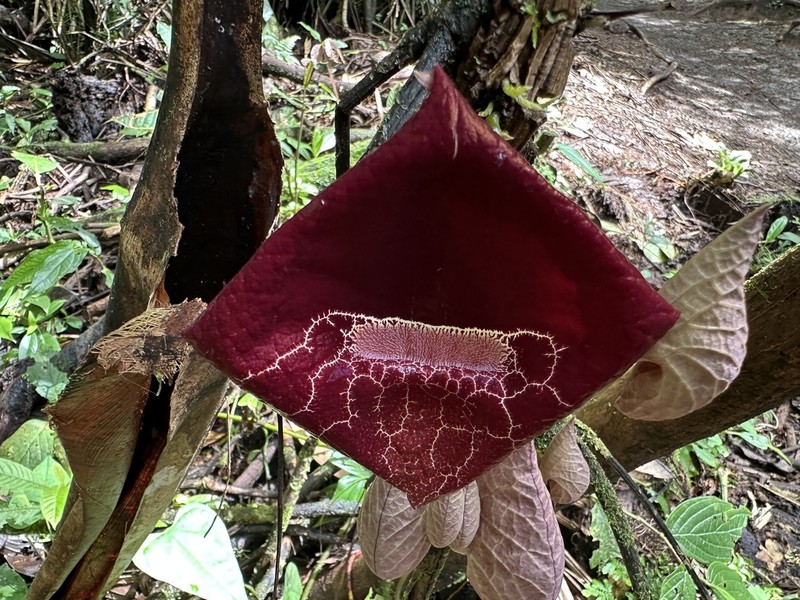 Aristolochia guanacastensis photo 4
