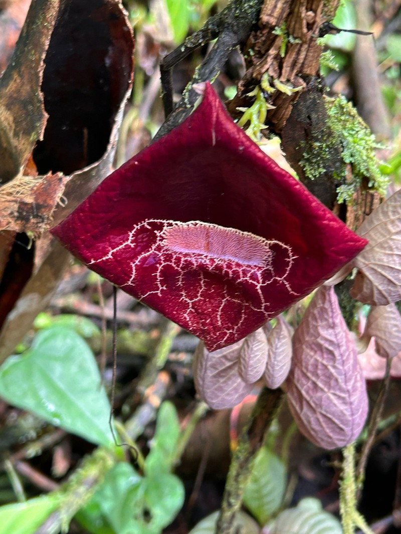 Aristolochia guanacastensis photo 5