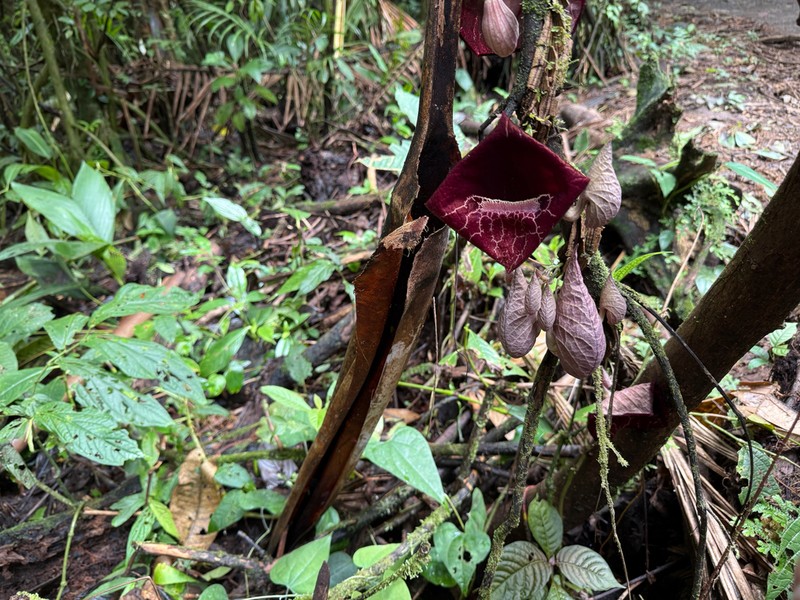 Aristolochia guanacastensis photo 6