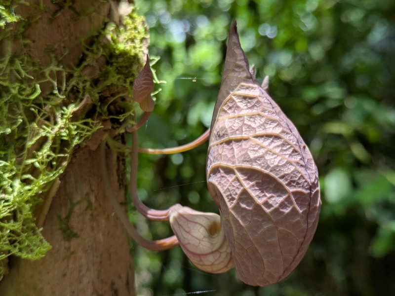 Aristolochia guanacastensis photo 7