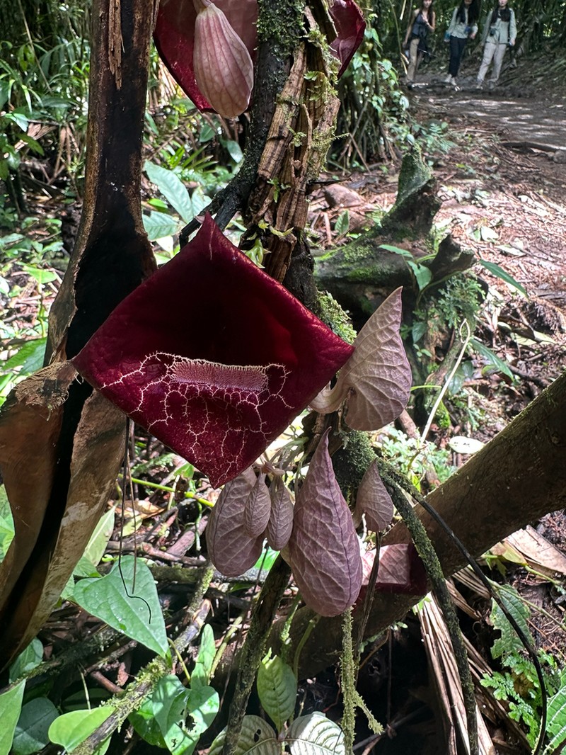 Aristolochia guanacastensis photo 8