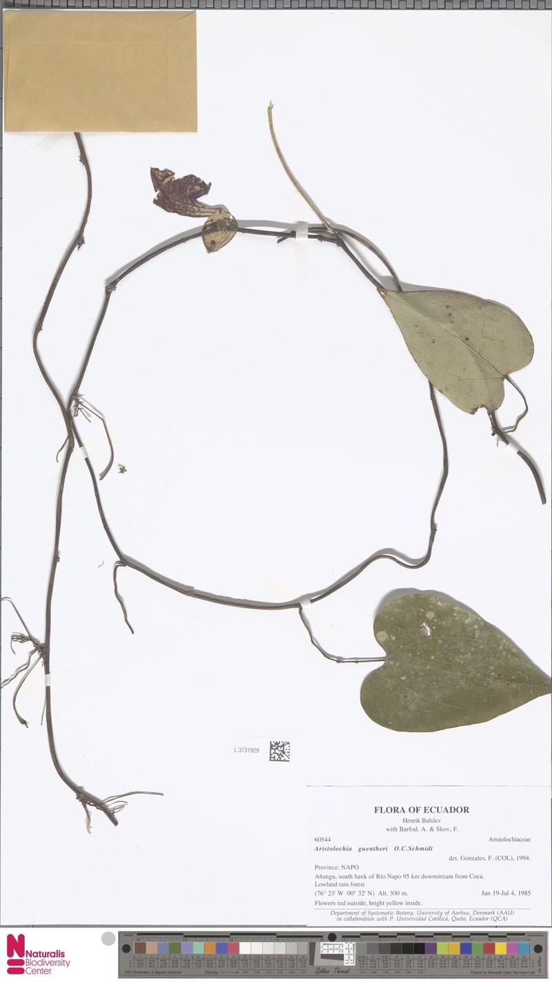 Aristolochia guentheri photo 2