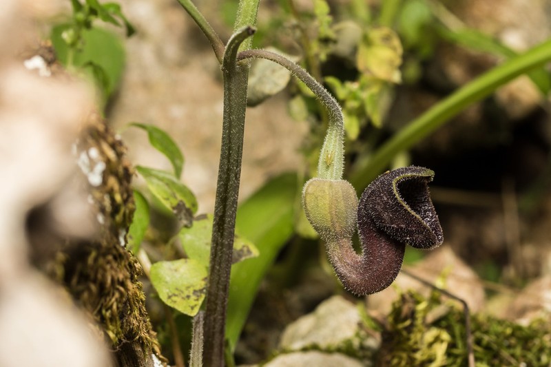 Aristolochia guichardii