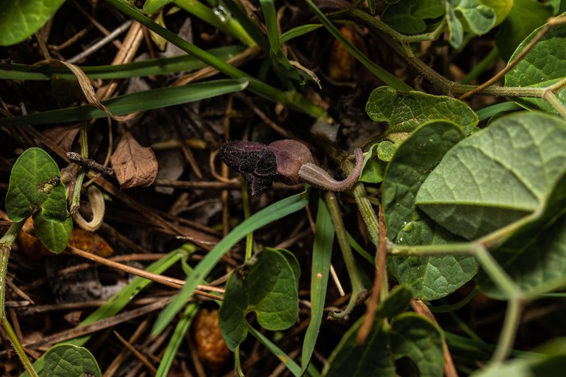 Aristolochia guichardii photo 2
