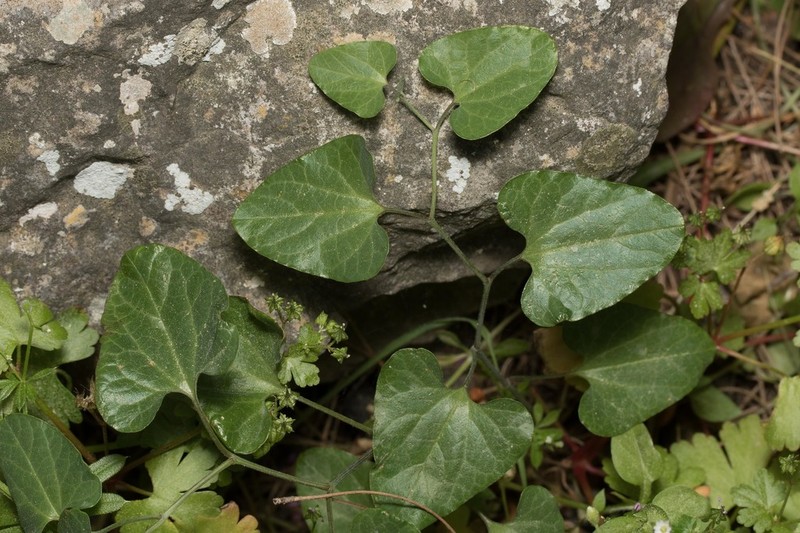 Aristolochia guichardii photo 3
