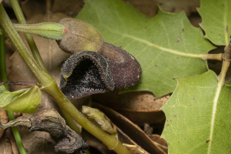 Aristolochia guichardii photo 4