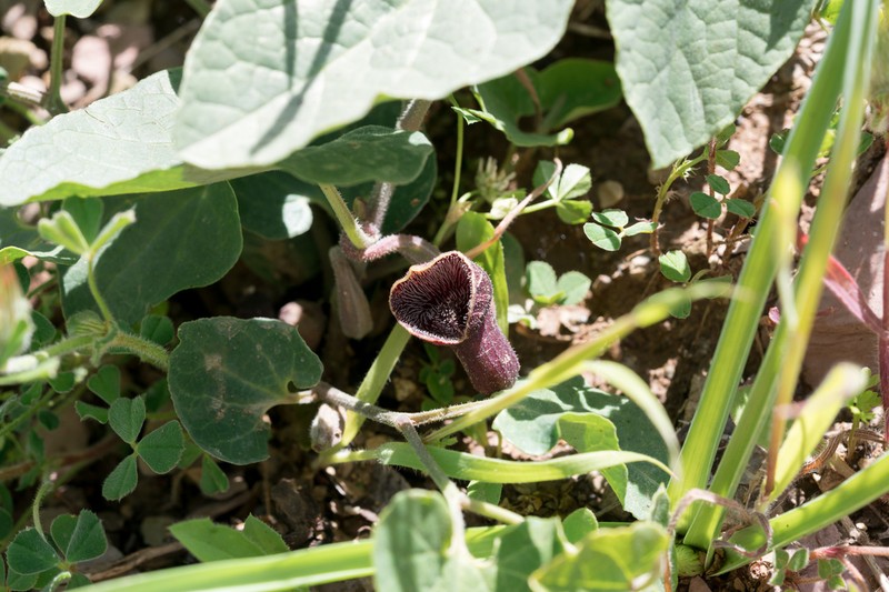 Aristolochia guichardii photo 5