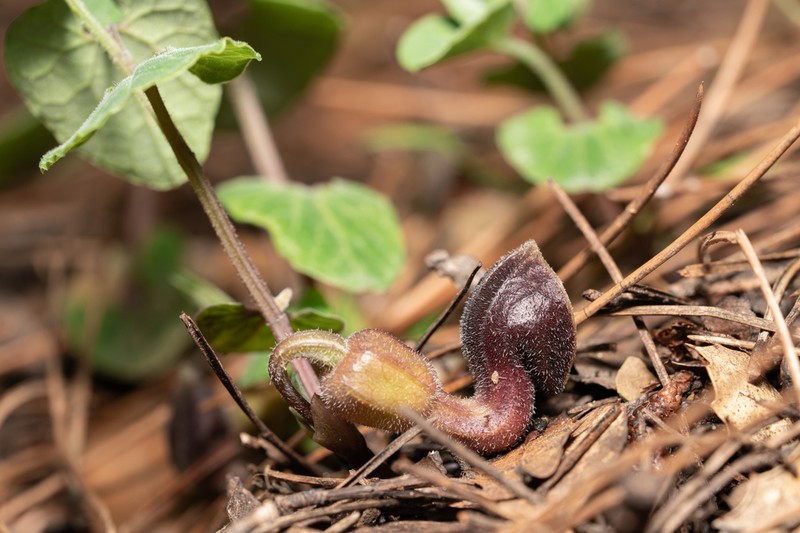 Aristolochia guichardii photo 6