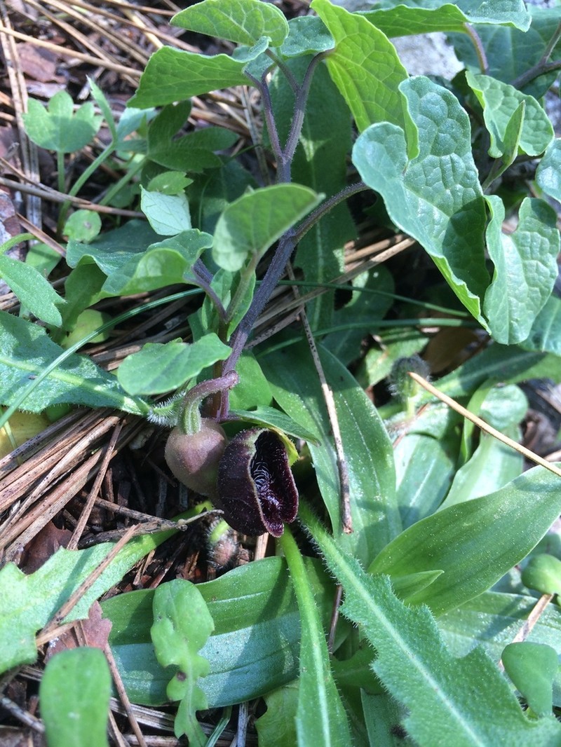 Aristolochia guichardii photo 7