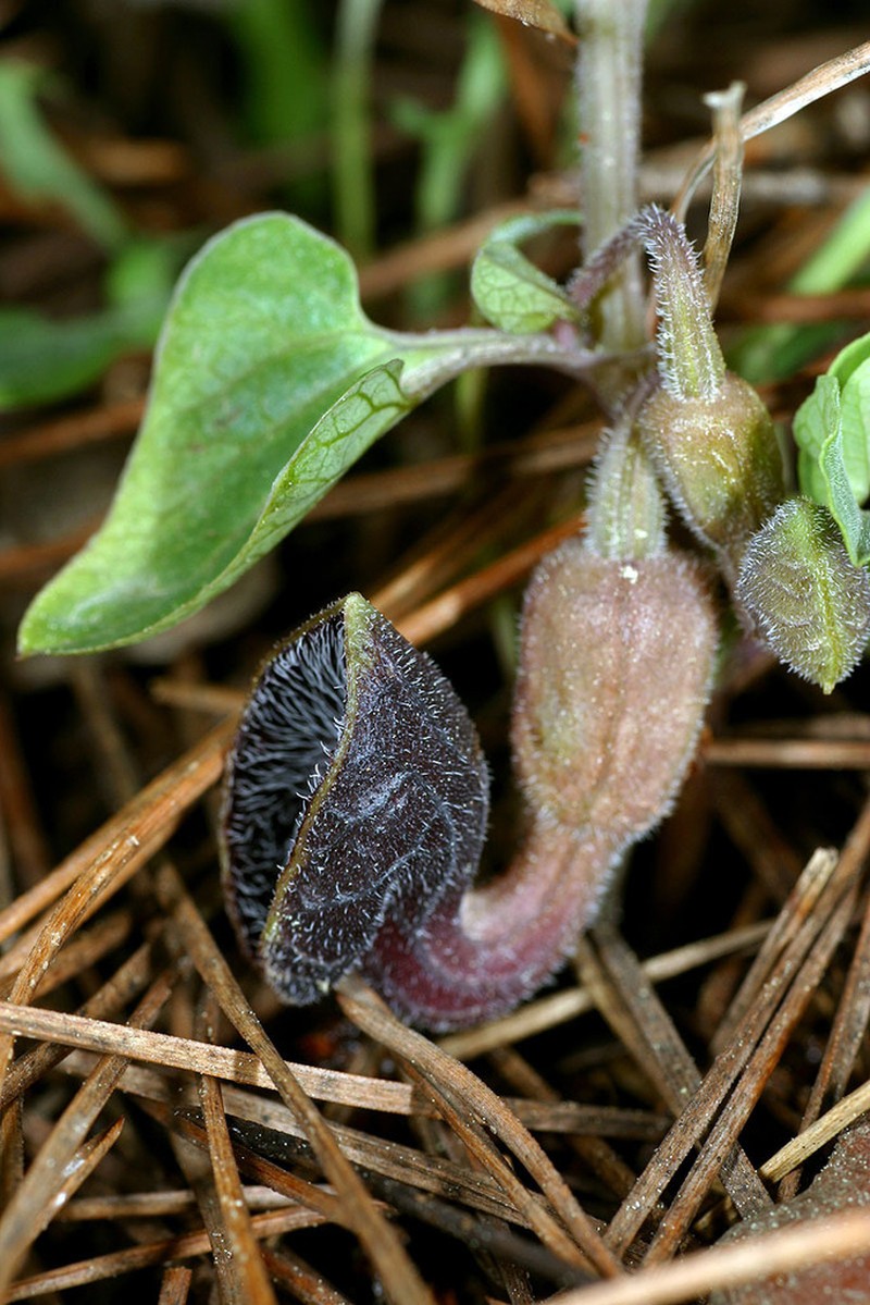 Aristolochia guichardii photo 8