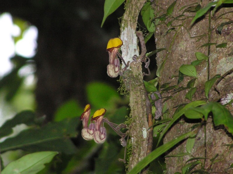 Aristolochia hainanensis