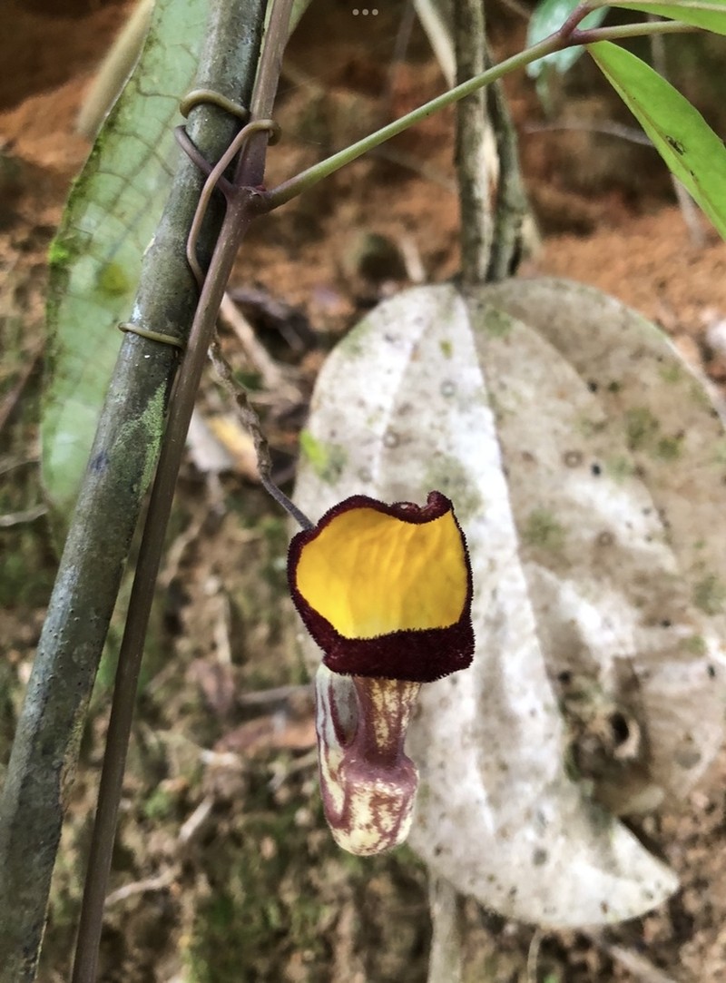 Aristolochia hainanensis photo 2