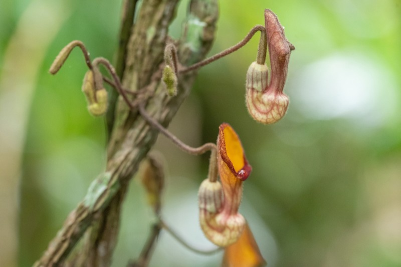 Aristolochia hainanensis photo 3