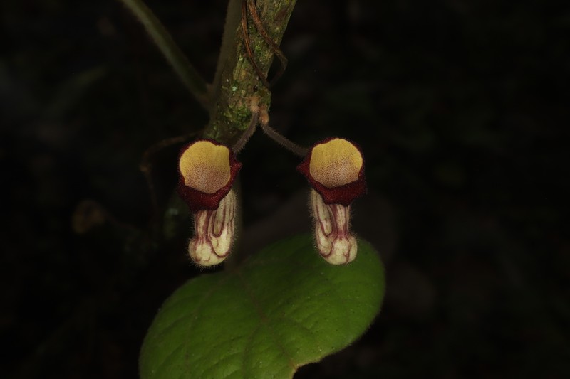 Aristolochia hainanensis photo 4