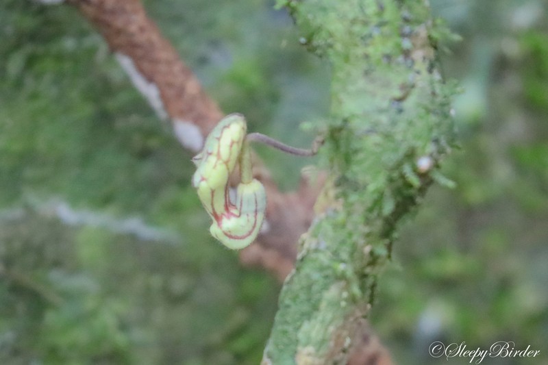 Aristolochia hainanensis photo 5
