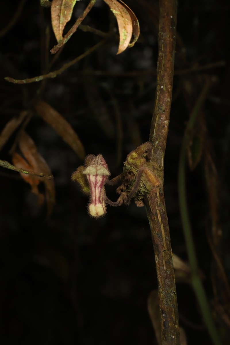 Aristolochia hainanensis photo 6