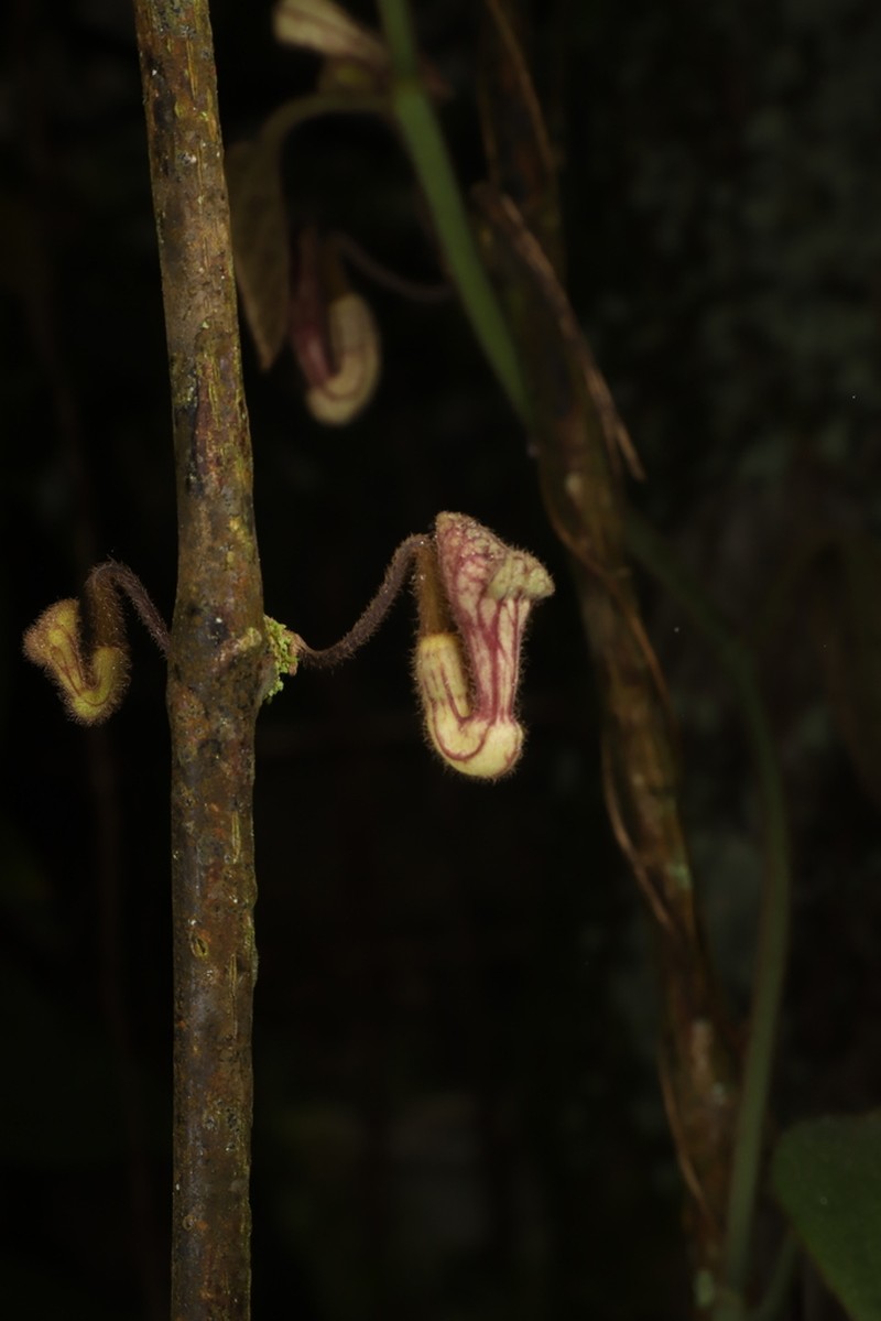 Aristolochia hainanensis photo 7