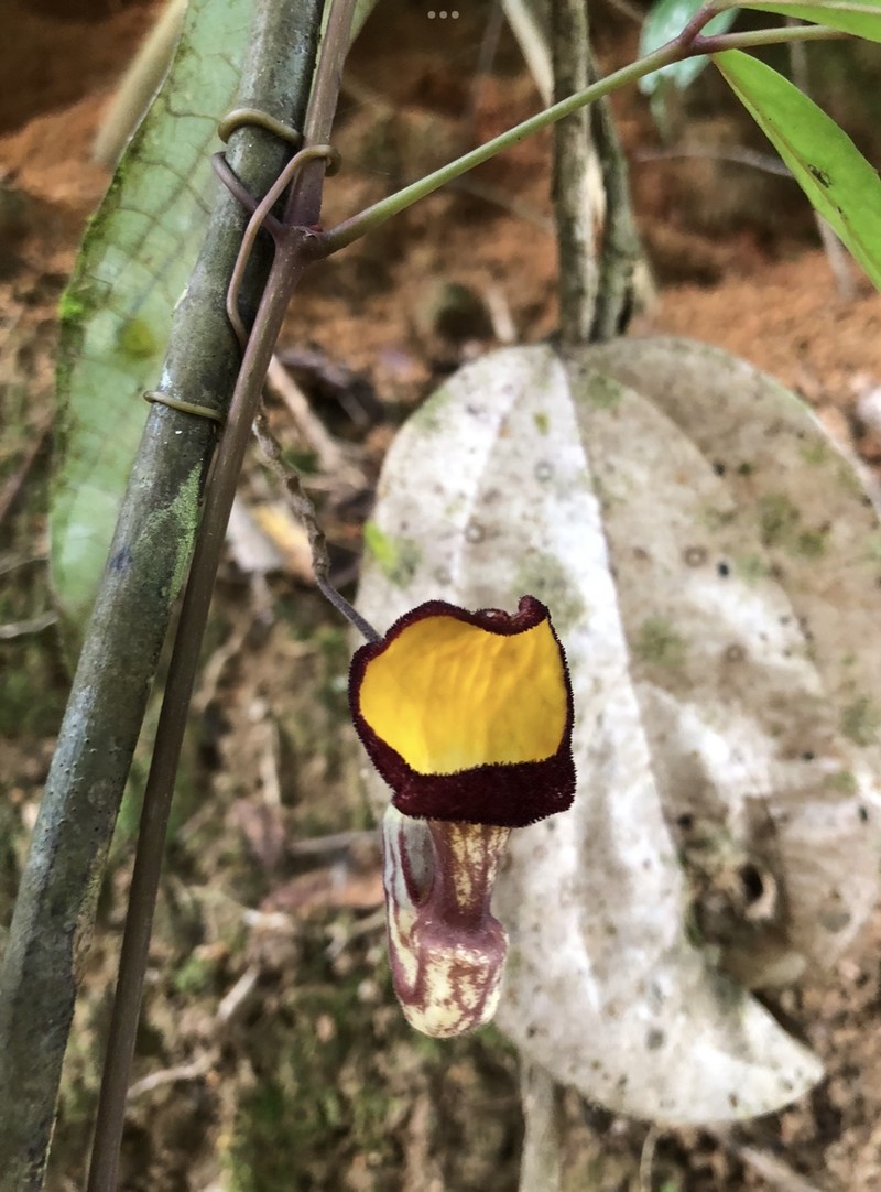 Aristolochia hainanensis photo 8