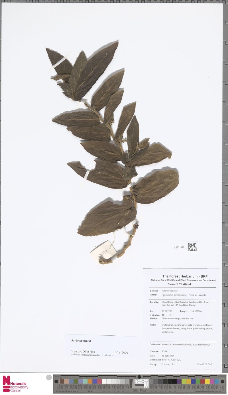 Aristolochia harmandiana