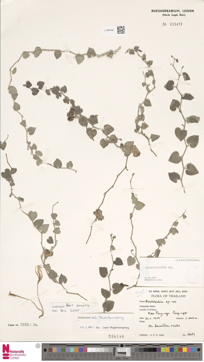 Aristolochia helix photo 3