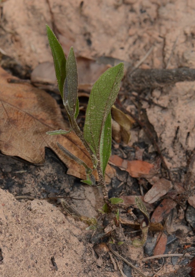 Aristolochia heppii