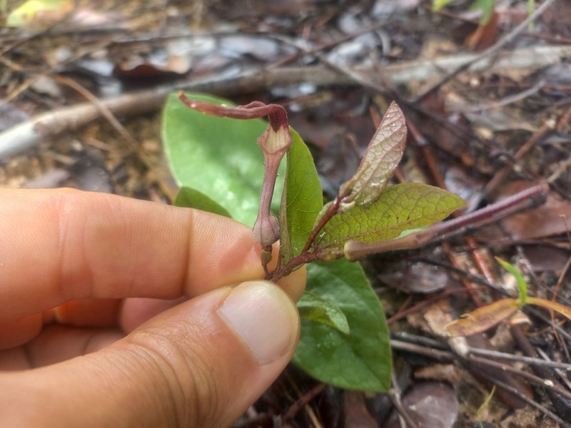 Aristolochia heppii photo 2
