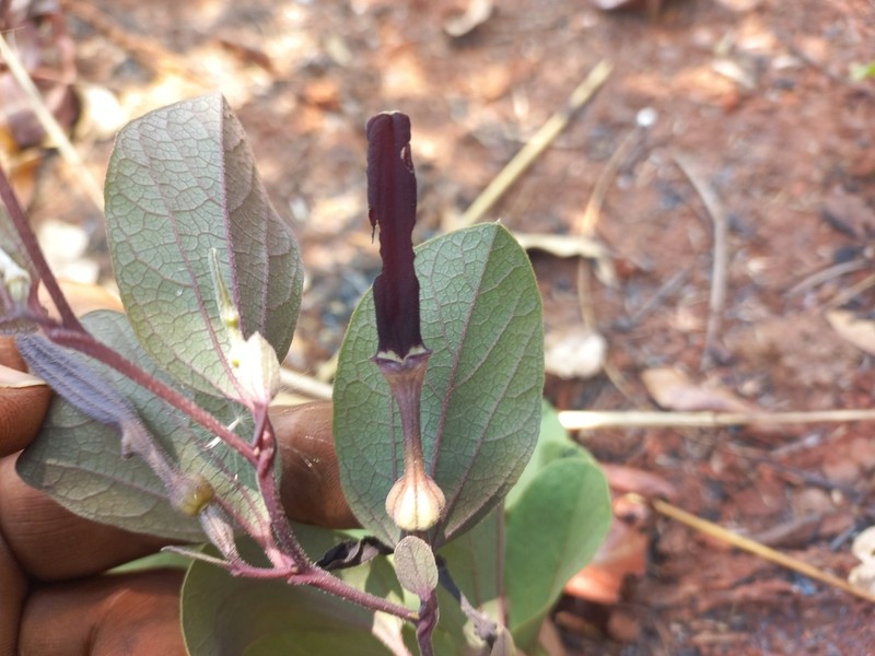 Aristolochia heppii photo 3