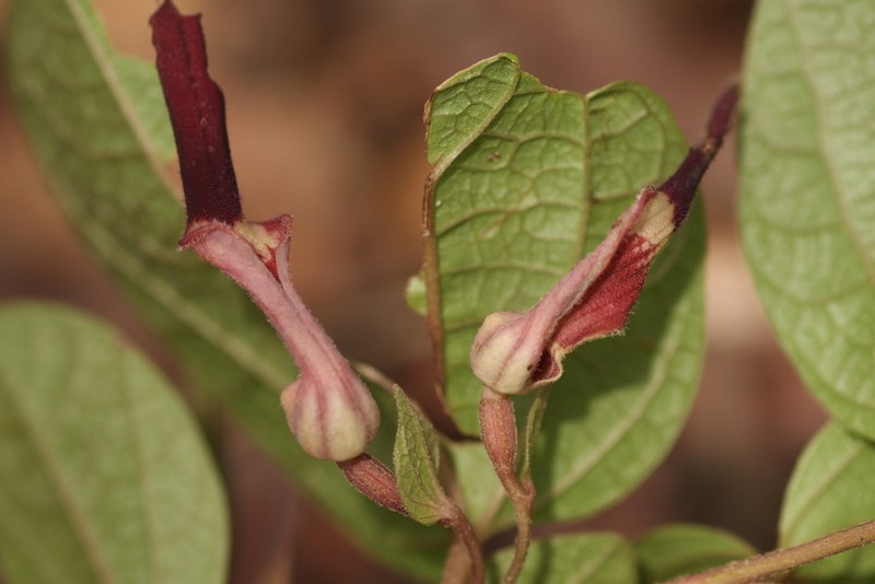 Aristolochia heppii photo 5