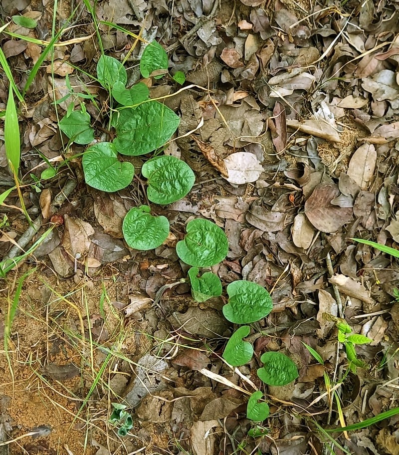 Aristolochia heppii photo 6