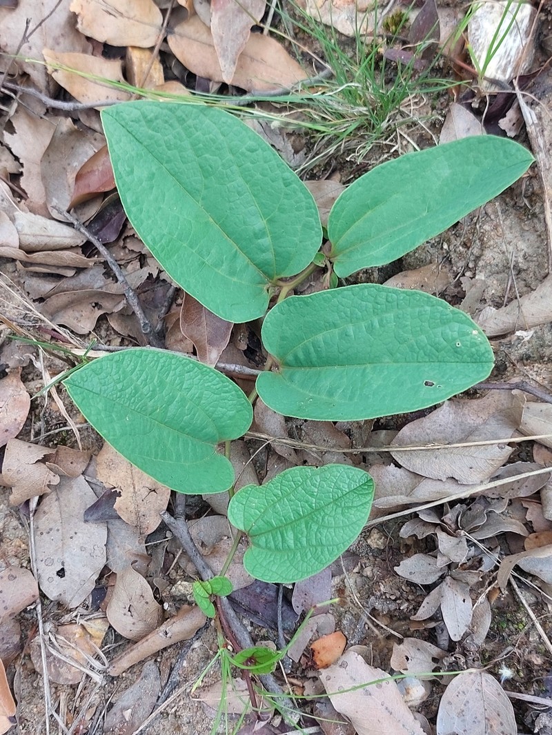 Aristolochia heppii photo 8