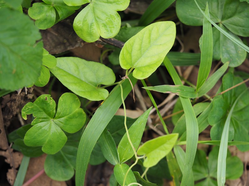 Aristolochia heterophylla