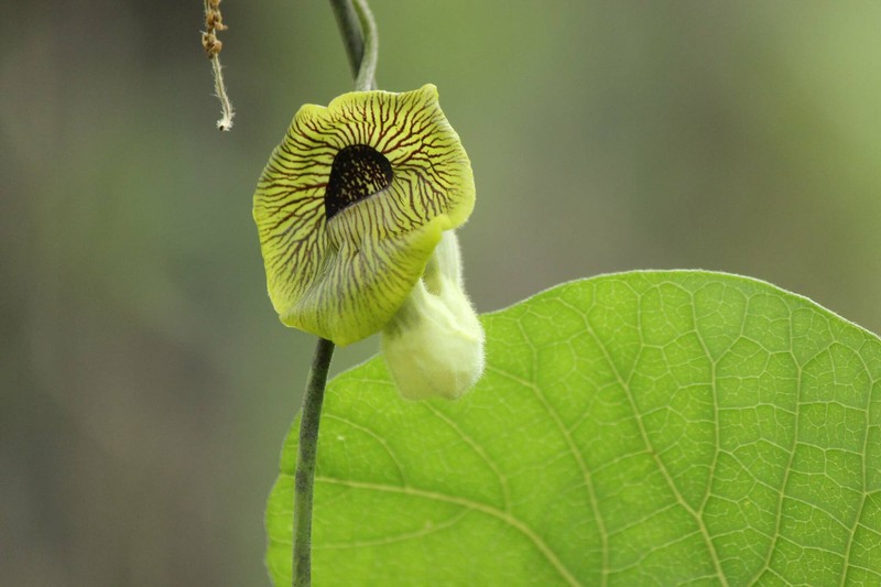 Aristolochia heterophylla photo 3