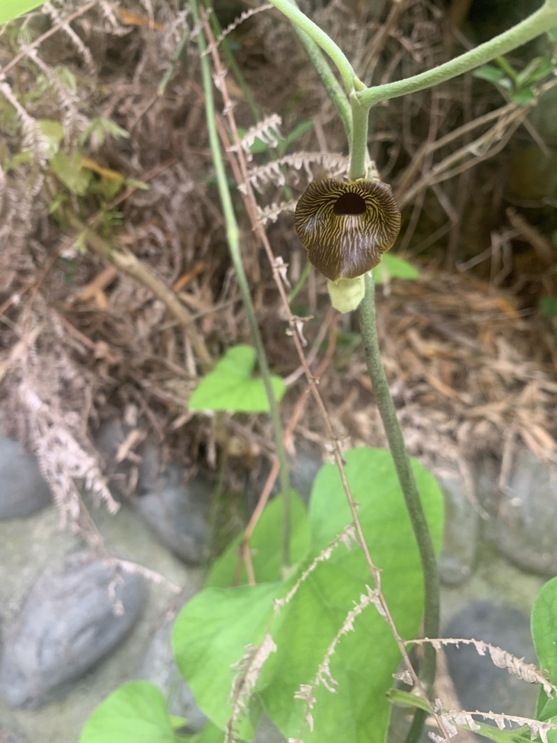 Aristolochia heterophylla photo 4