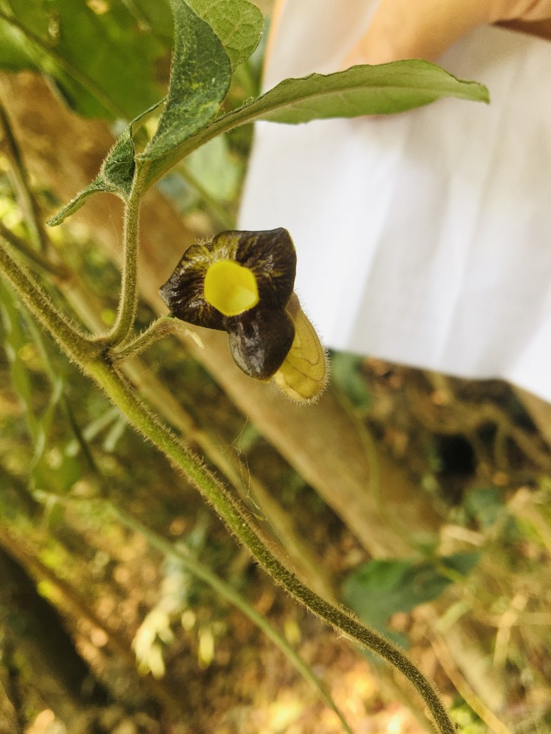 Aristolochia heterophylla photo 6