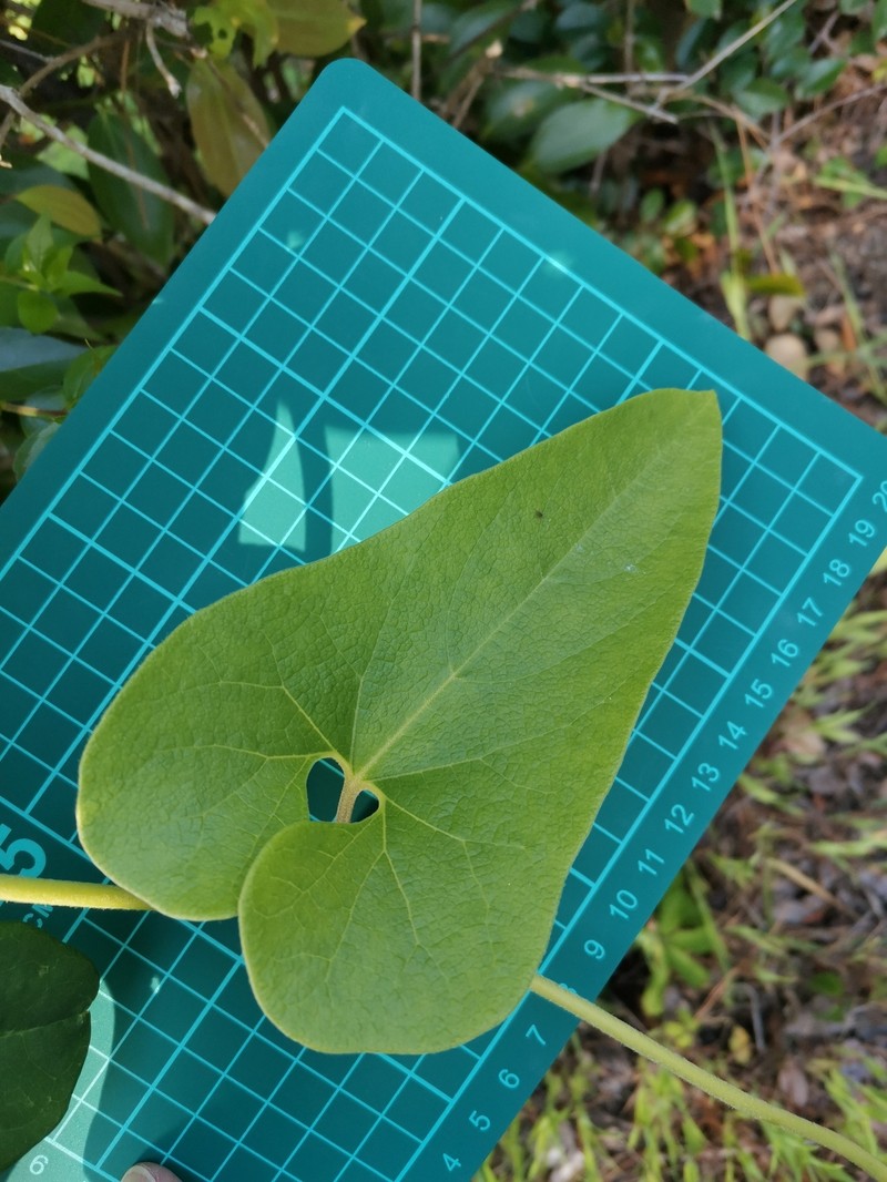Aristolochia heterophylla photo 7