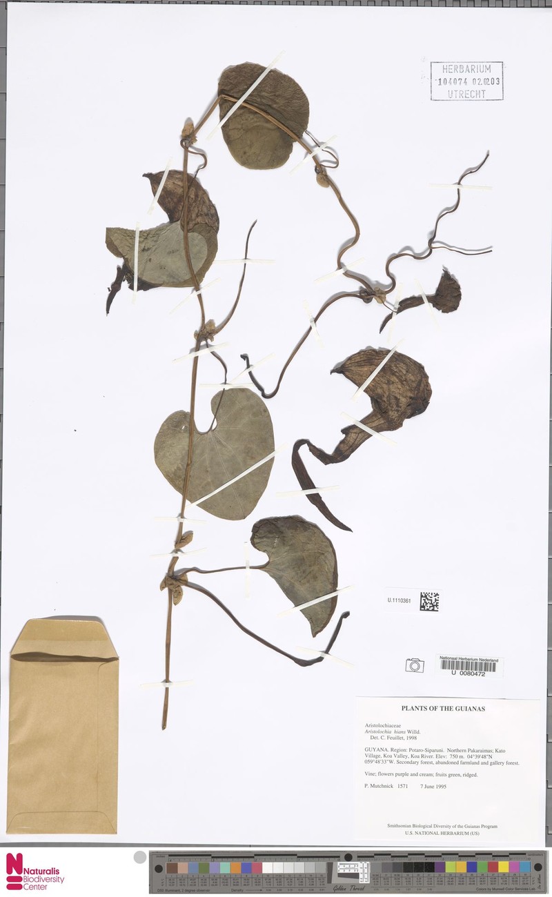 Aristolochia hians