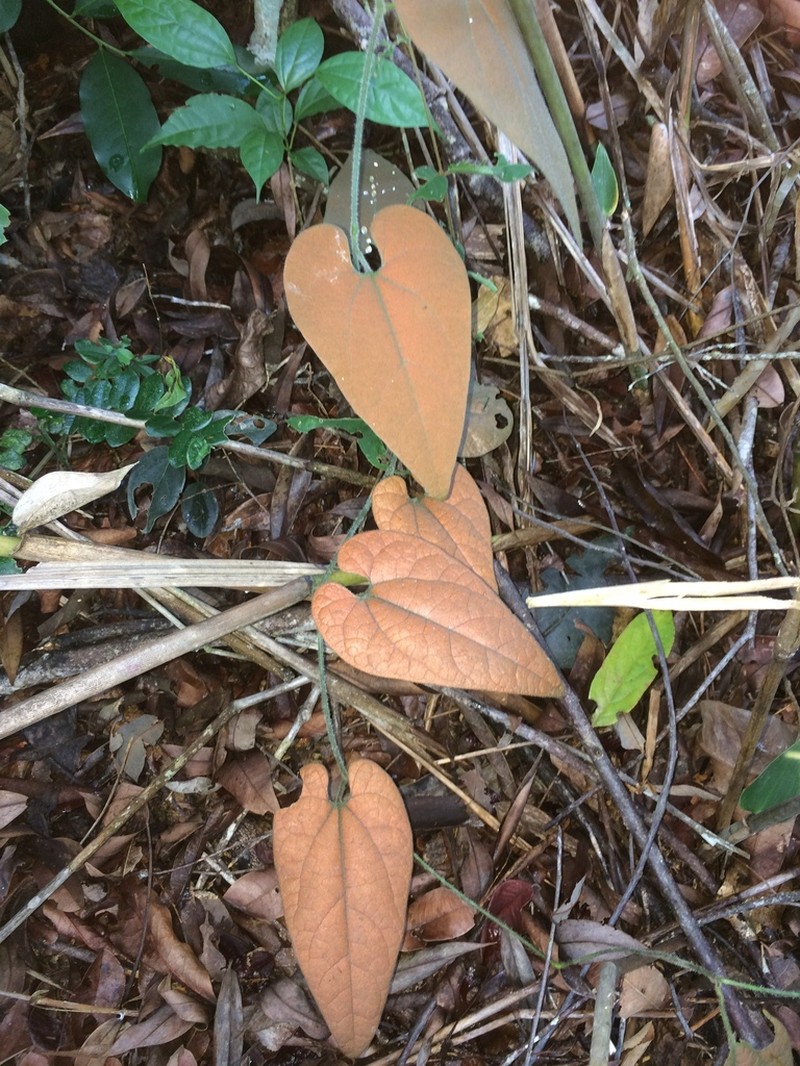 Aristolochia hilariana