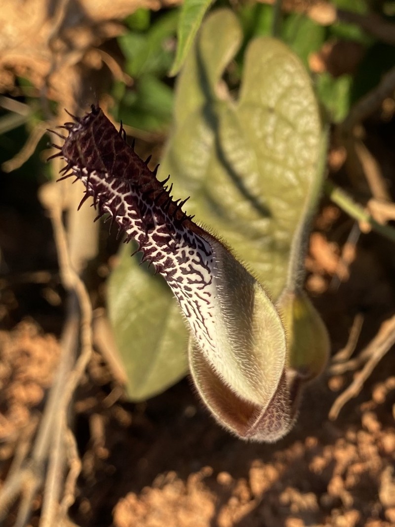 Aristolochia hilariana photo 3