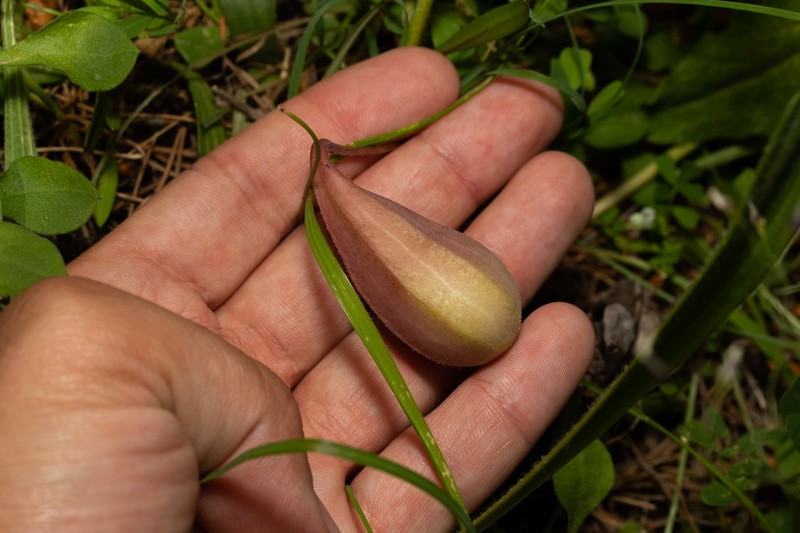 Aristolochia hirta