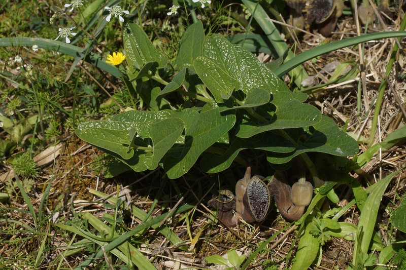 Aristolochia hirta photo 2