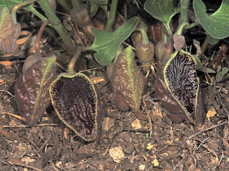 Aristolochia hirta photo 3