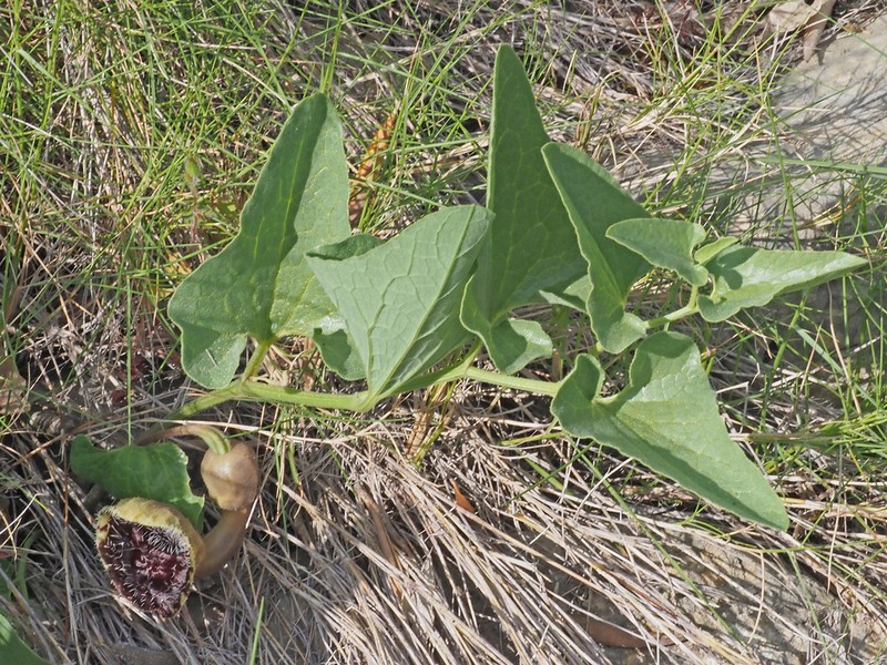 Aristolochia hirta photo 4